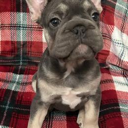Stella - Blue fawn female French Bulldog puppy in Oklahoma from Kelle Freels