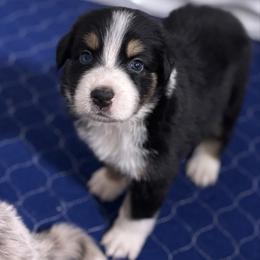 Lilly - Black tri-color female Australian Shepherd puppy in Orlando, Florida from Skaky Shepherds