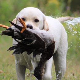Boogie - Labrador Retriever