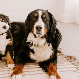 Opal - Bernese Mountain Dog