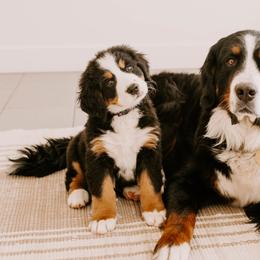Opal - Bernese Mountain Dog