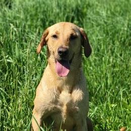 Labrador Retrievers from Top Notches Labrador Retrievers