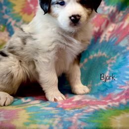 Australian Shepherd Puppies from Glacier Big Sky Aussies