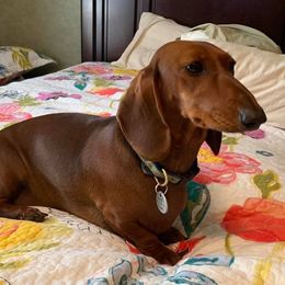 Dachshunds from SkyeRiot Dachshunds