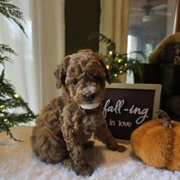 Teal collar girl ( Tiny ) - Red  female Poodle puppy in Bristol, Tennessee from 4goldendoodles
