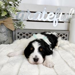 A Christmas Story - Tri-color female Bernedoodle puppy in Hegins, Pennsylvania from Bubbling Springs Doodles, LLC