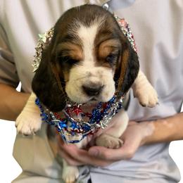 Basset Hound Puppies from Liberty Bassets