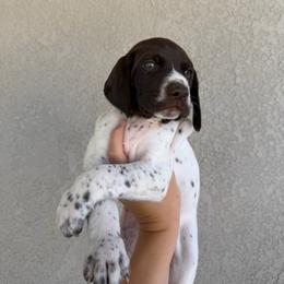 Blue boy - Liver and white male German Shorthaired Pointer puppy in Roseville, California from Valley Pointers