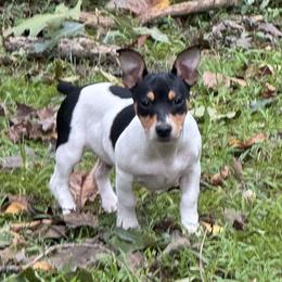 Teddy Roosevelt Terrier puppies from Barnett’s Rambling Terriers