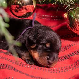 Revolution (Purple) - Black and rust male Beauceron puppy in Medina, Ohio from Beaucerons Des Vents