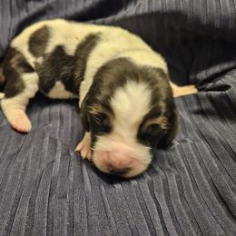 Basset Hound Puppies from The Basset Family