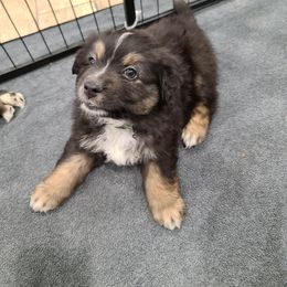 Australian Shepherd Puppies from Whitfarm Aussies