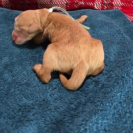 Dustin - Apricot male Goldendoodle puppy in Georgetown, Tennessee from Georgetown designer and purebred puppies
