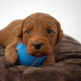 Sage Grey - Red  male Goldendoodle puppy in Lafayette, Alabama from Sweethaven Kennels