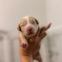 Wilder - Apricot male Goldendoodle puppy in Cold Spring, Minnesota from A.N.A. Doodles