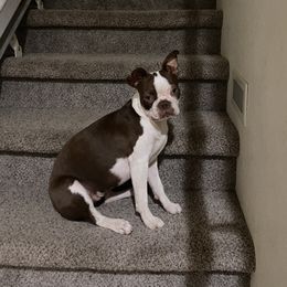 Nyx Chow - Boston Terrier