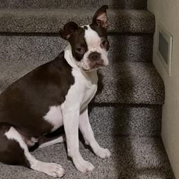 Nyx Chow - Boston Terrier
