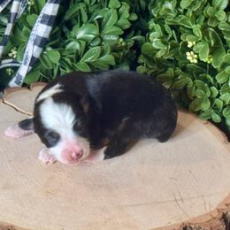 Raven - Black tri female Miniature Australian Shepherd puppy in California from Eagle River Aussies