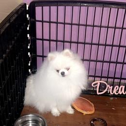 Dream - Pomeranian