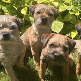 Border Terriers from Bullet Sabo