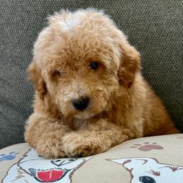Ice cream , DNA tested OFA cert parents - Red  male Poodle puppy in Lakeland, Florida from Gulfside Poodles