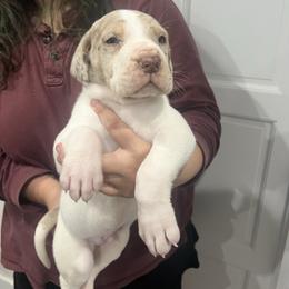 Jamison - Merle male Great Dane puppy in Florida from Beachside Kennels