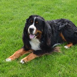 Shadow - Bernese Mountain Dog