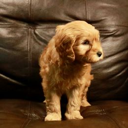 Goldendoodle Puppies from 307 Mini Goldendoodle