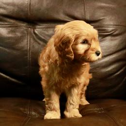 Goldendoodle Puppies from 307 Mini Goldendoodle