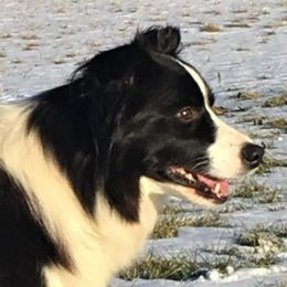 Tinsel - Border Collie