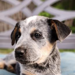 Australian Cattle Dogs from Harrison Hooligans and Heelers