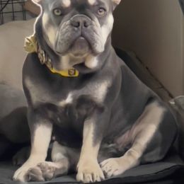 Avi - French Bulldog