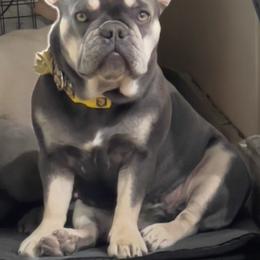 Avi - French Bulldog