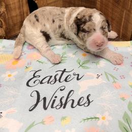 Girl 1 - Red merle female Aussiedoodle puppy in Lavonia, Georgia from H & A Kennels