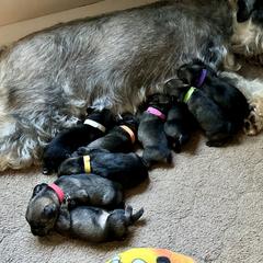 Opie - Pepper and salt male Standard Schnauzer puppy in Etna, Maine from Kinobi Standard Schnauzers