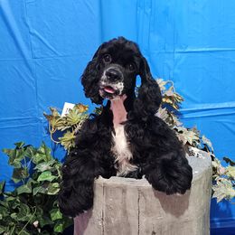 Girl 2 - Cocker Spaniel puppy in Peoria, Arizona from Stand Alone Cockers