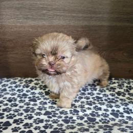 Male 2 - Liver male Shih Tzu puppy in Meadows Of Dan, Virginia from Walt’s Shih Tzus