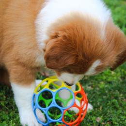 English Shepherd Puppies from Town & Country English Shepherds