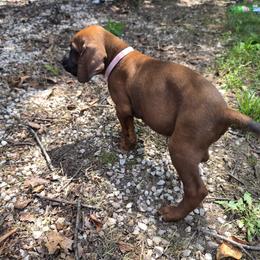 Girl 3 - Red female Redbone Coonhound puppy in Hustontown, Pennsylvania from Triple I Redbones