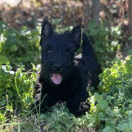 Green boy - Black male Scottish Terrier puppy in Morganton, North Carolina from Maylark Scottish Terriers