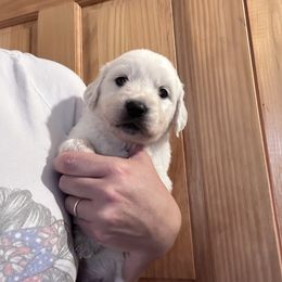 Odin - Light golden male Golden Retriever puppy in Wyoming from Great Basin BMD