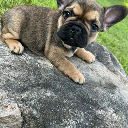 French Bulldog Puppies from Jessicah's Frenchies Michigan's French Bulldog Breeder