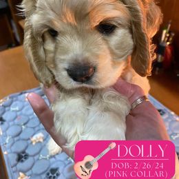 Cocker Spaniel Puppies from Little Acres LongviewTx Cocker Spaniels