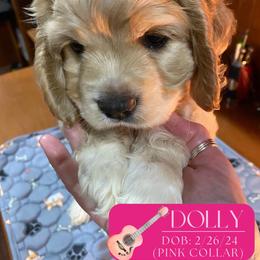 Cocker Spaniel Puppies from Little Acres LongviewTx Cocker Spaniels
