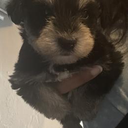 Belle - Black and silver female Miniature Schnauzer puppy in Oklahoma City, Oklahoma from L & R Miniature Schnauzers