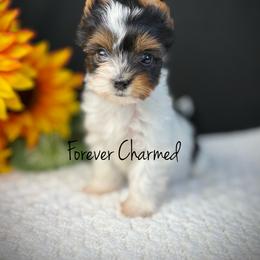 Girl 4 - Black tan and white female Biewer Terrier puppy in Lathrop, California from Forever Charmed