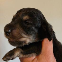 Katie - Black and cream female Dachshund puppy in El Paso, Texas from Mells Weenies