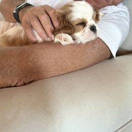 Cavalier King Charles Spaniel Puppies from Reynolds Farms Cavaliers