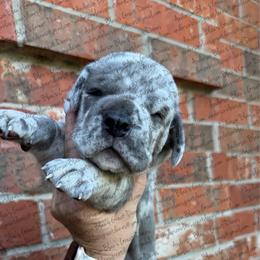 Jill - Fawn female Great Dane puppy in Granbury, Texas from Anderson Blau’s Great Danes