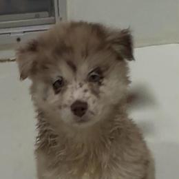 Jane - Merle female Pomsky puppy in Spring Hill, Florida from PDQ Pomskies